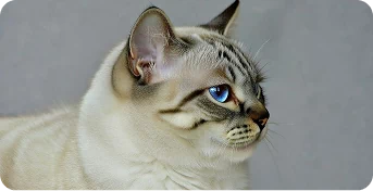 Кремация кошек и котов