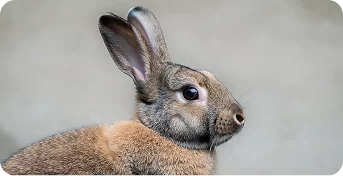 Кремация кроликов