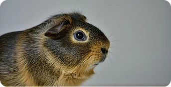 Кремация морских свинок