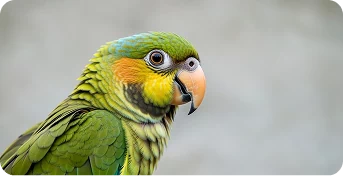 Кремация попугаев и других птиц